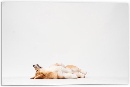 Forex - Schattige Rollende Hond - 60x40cm Foto op Forex