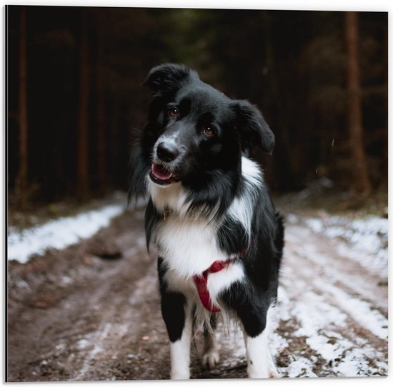 Dibond - Zwart/Witte Bordercollie Hond op  Bospad met Sneeuw - 50x50cm Foto op Aluminium (Met Ophangsysteem)