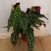 Kamerplant Begonia met stip Begoniaceae