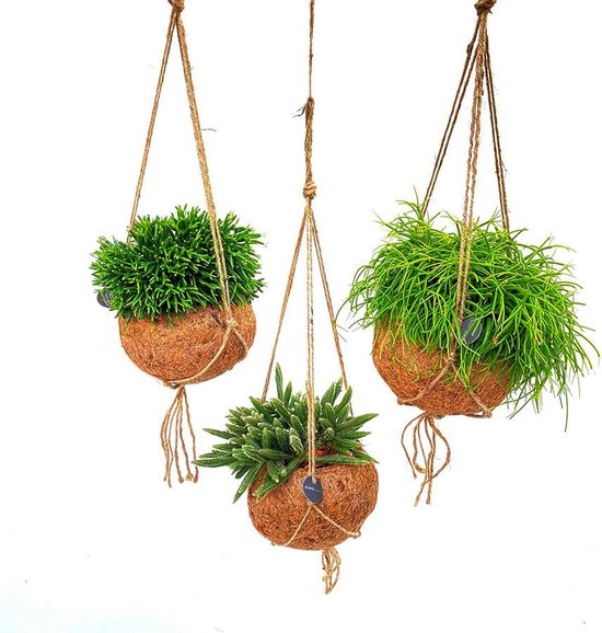 Kokodama - Rhipsalis mix - ⌀15 cm in pot - Kamerplant - Hangplant - Cadeau - Housewarming