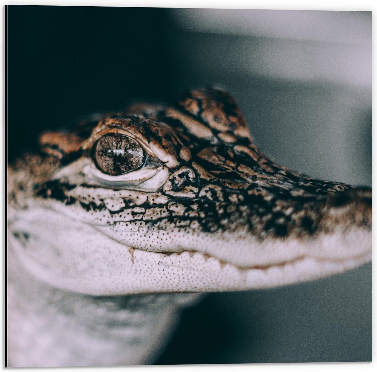 Dibond - Kop van een Baby Krokodil - 50x50cm Foto op Aluminium (Met Ophangsysteem)