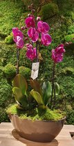 Lek bloemenservice  Orchidee Phalanopsis roze