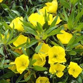 6x Teunisbloem (Oenothera macrocarpa) - P9 pot (9x9)