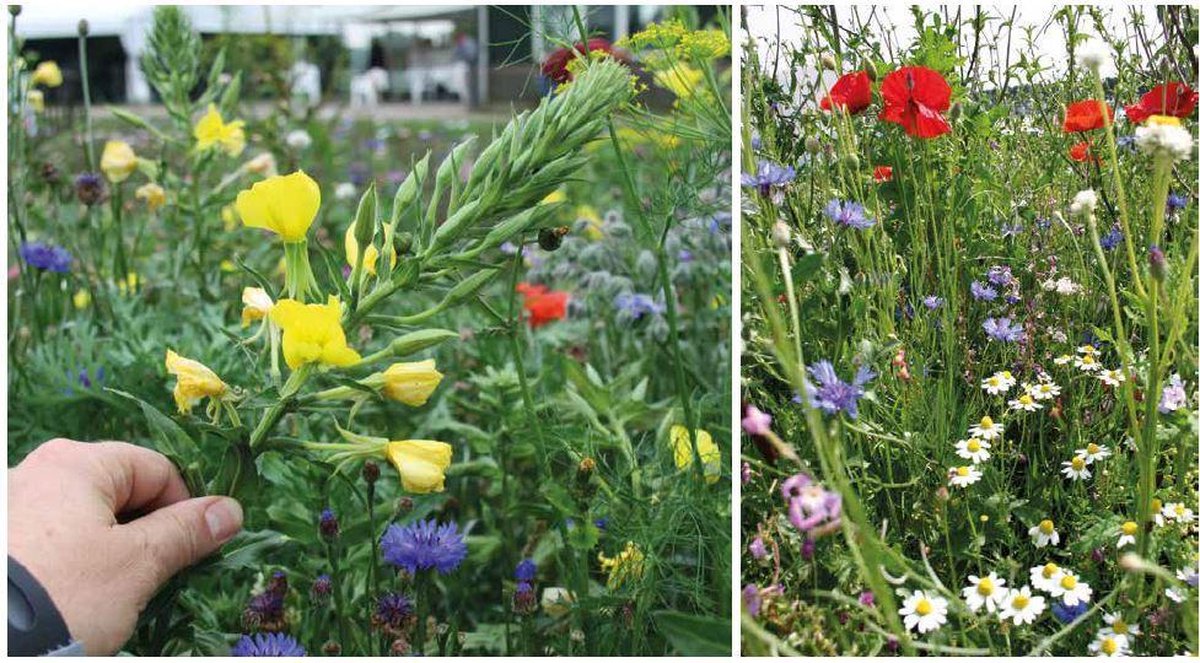 CLASSIC - Veldbloemenmengsel Een- & meerjarig (wildbloemen) – Advanta – 500 gr