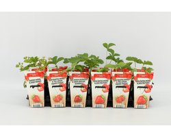 Mini Aardbeien- set van 6 stuks Fragaria ananassa 'Korona' (Aardbei) - hoogte 20 -30 cm