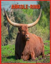 Ankole-Rind