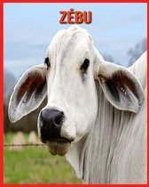 Zebu