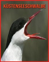 Kustenseeschwalbe