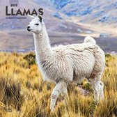 Llamas 2022 Square