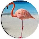 Dibond Wandcirkel - Flamingo op Tropisch Strand - 20x20cm Foto op Aluminium Wandcirkel (met ophangsysteem)
