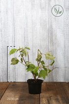 10 stuks | Eikenblad Hortensia Pot 25-30 cm - Bladverliezend - Bloeiende plant - Geschikt voor tuinen aan zee - Groeit breed uit - Prachtige herfstkleur
