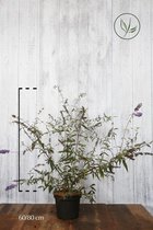 10 stuks | Vlinderstruik 'Nanho Blue' Pot 60-80 cm - Bladverliezend - Bloeiende plant - Geurend - Informele haag - Insectenlokkend