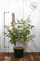 10 stuks | Vlinderstruik 'Pink Delight' Pot 60-80 cm Extra kwaliteit - Bladverliezend - Bloeiende plant - Geurend - Informele haag - Insectenlokkend