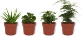 Set van 4 Kamerplanten - Aloe Vera & Asparagus Plumosus & Coffea Arabica & Peperomia Green Gold - ± 25cm hoog - 12cm diameter