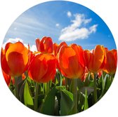 Muurcirkel Tulpen in Amsterdam 30 cm - bloemen - rond schilderij - wandcirkel - voor binnen en buiten