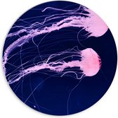 Forex Wandcirkel - Roze Kwallenduo - 70x70cm Foto op Wandcirkel (met ophangsysteem)
