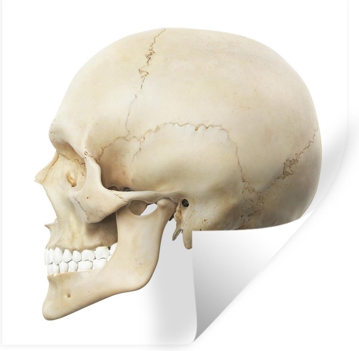 Bol Tête De Mort Halloween | Diamètre 26 Cm | Pour Bonbons, Snacks | Décoration Effrayante Fête D'horreur - 5