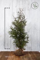 10 stuks | Reuzenlevensboom 'Excelsa' Kluit 100-125 cm - Compacte groei - Geurend - Snelle groeier - Weinig onderhoud - Zeer winterhard
