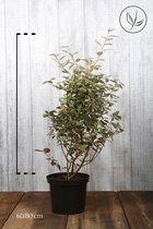 10 stuks | Olijfwilg, Zilverbes Pot 60-80 cm - Bloeiende plant - Geschikt voor tuinen aan zee - Grootbladig - Vruchtdragend - Wintergroen