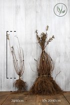 25 stuks | Bruidsbloem Blote wortel 20-40 cm - Bladverliezend - Bloeiende plant - Geschikt als lage haag - Informele haag