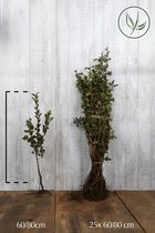 25 stuks | Meidoornhaag Blote wortel 60-80 cm - Inbraakwerend - Populair bij vogels - Bladverliezend - Bloeiende plant