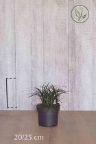 10 stuk(s) | Zwarte Slangenbaard Pot 20-25 cm - Vruchtdragend - Weinig onderhoud - Wintergroen - Bloeiende plant