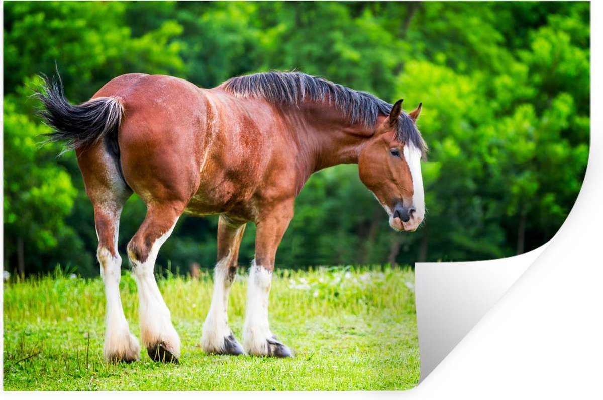 Muurstickers - Clydesdale - Paarden - Bloemen - 120x80 cm - Plakfolie - StickerSnake