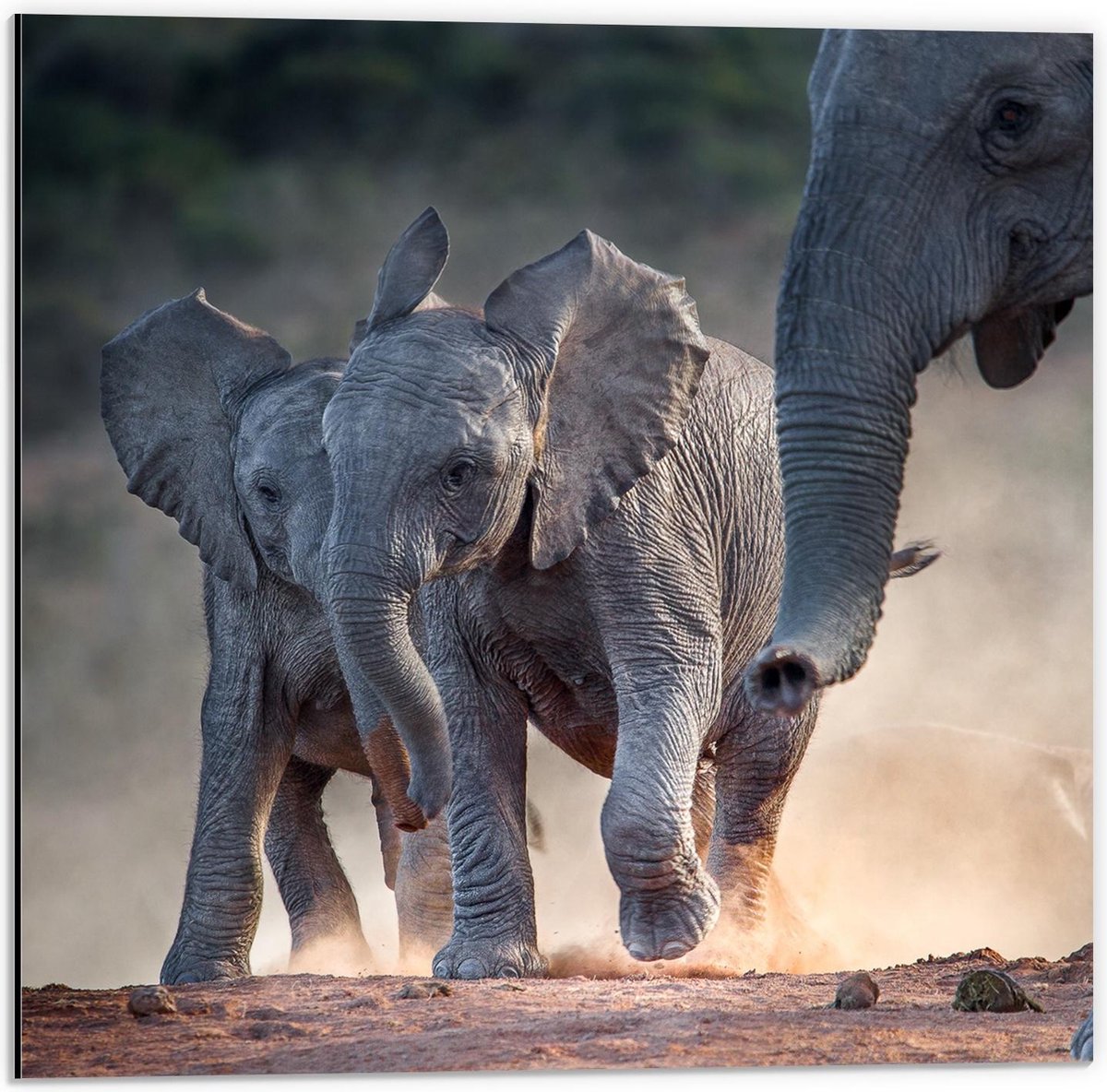 Dibond - Baby Olifantjes bij Moeder - 50x50cm Foto op Aluminium (Wanddecoratie van metaal)