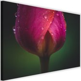 Schilderij Bloem met druppels, 2 maten, paars-groen