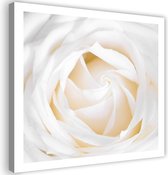 Schilderij Witte roos dichtbij, 80x80cm, wit-beige