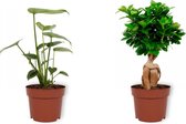 Set van 2 Kamerplanten - Monstera Deliciosa & Ficus Ginseng  - ±  30cm hoog - 12cm diameter