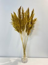 Pampas pluimen | Pampasgras | Rietpluimen | droogbloemen | 10 stuks | 70cm  | Curry