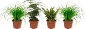 Set van 4 Kamerplanten - 2x Cyperus Zumula & 1x Asparagus Plumosus & 1x Nephrolepis Vitale 12cm - ± 25cm hoog - 12cm diameter