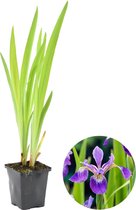 Wilde Iris | Iris 'Versicolor' - Vijverplant in kwekerspot ⌀9 cm - ↕15 cm