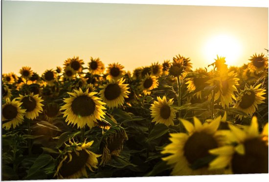 Dibond - Zonnebloemenveld met Zomerse Zon - 120x80cm Foto op Aluminium (Met Ophangsysteem)