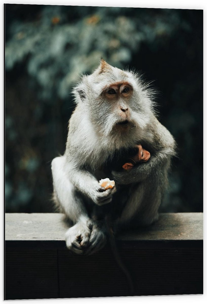 Dibond - Baby Aapje in de Armen van Mama - 60x90cm Foto op Aluminium (Wanddecoratie van metaal)