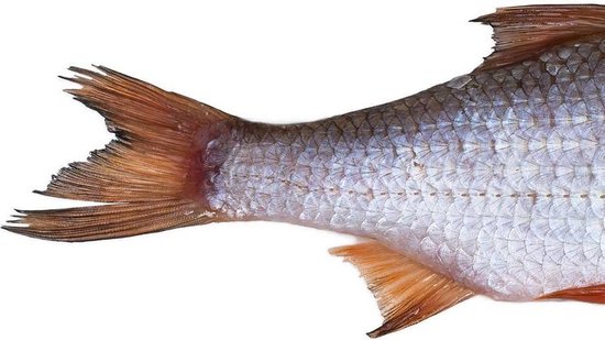 Prebaits Voorn Middel - Dood aas - Wit — afbeelding 4