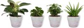 Set van 4 Kamerplanten - Aloe Vera & Peperomia Green Gold & Coffea Arabica & Philodendron White Wave - ± 25cm hoog - 12cm diameter - in betonnen lila pot