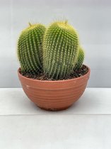 Cactus- Notocactus Leninghausii- 17cmØ- ± 20cm hoog