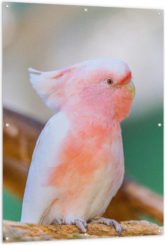 Tuinposter – Roze Papagaai - 100x150cm Foto op Tuinposter  (wanddecoratie voor buiten en binnen)
