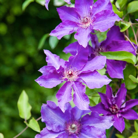 Clématite 'The President' violette - Rustique - Plante grimpante- ↑ 55-65  cm - Pot-Ø 15 cm | bol.com