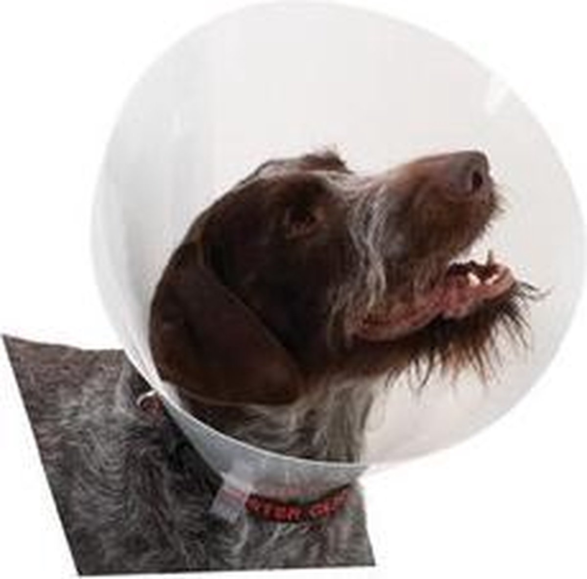 Buster Transparent Classic Collar - Maat 5