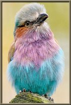 Diamond painting - Regenboogborstje - Dieren - Diamond schilderen - Volwassen - Kinderen - Vogel - Natuur - 20x30 cm