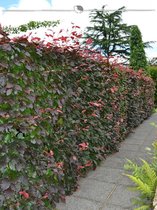 Rode Beuk Fagus sylvatica Atropunicea 125-150 cm in Pot, 15x Haagplant