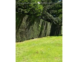 Venijnboom Taxus baccata 200-225 cm, 3x Haagplant