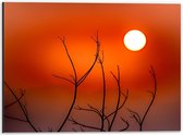 Dibond - Takken met Oranje Lucht - 40x30cm Foto op Aluminium (Wanddecoratie van metaal)