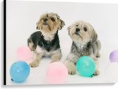 Canvas  - Honden met Gekleurde Ballonnen - 100x75cm Foto op Canvas Schilderij (Wanddecoratie op Canvas)