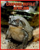 Crapaud Buffle Africain