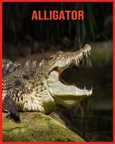 Alligator