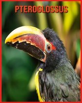 Pteroglossus